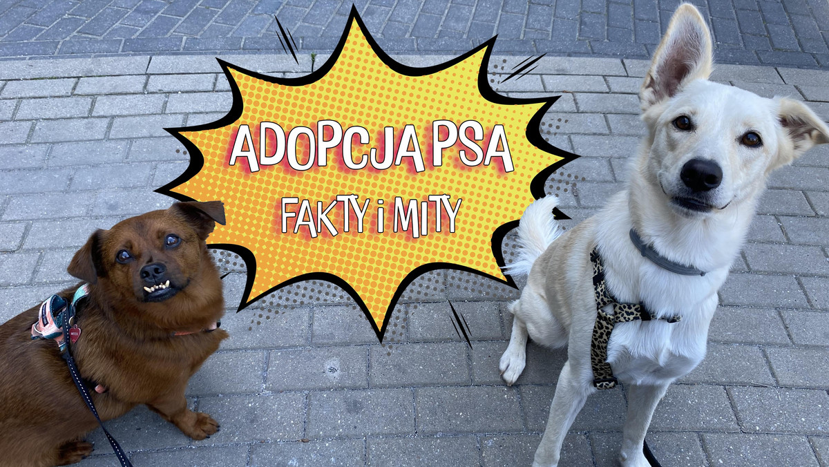 Adopcja psa ze schroniska. Fakty i mity