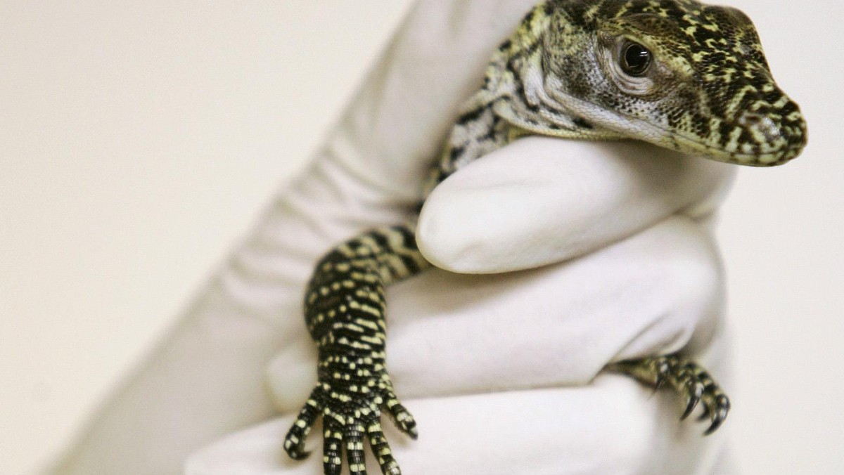 Baby Komodo dragon held by keeper after hatching at Chester Zoo in Chester