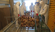 WHO: coraz częstsze przypadki ptasiej grypy stanowią ryzyko dla ludzi