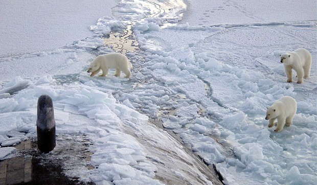 Polarni medvedi na Arktiku