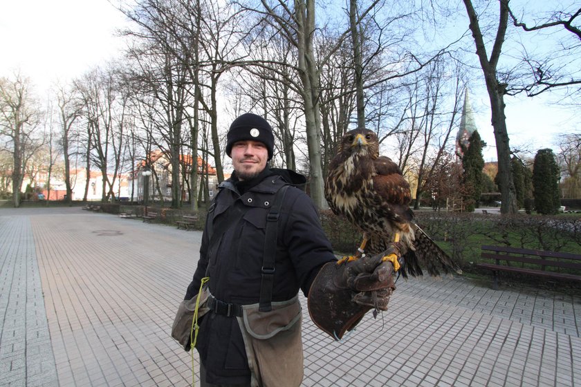 Szczecinek: sokolnik zarabia krocie przeganiając ptaki