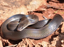 Wąż na osiedlu w Warszawie. 'Nie stwarzał problemu'