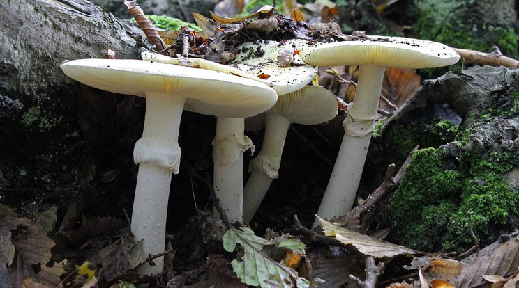 Tudósok úgy vélik, megtalálták a világ legmérgezőbb gombájának számító gyilkos galóca toxinjának ellenszerét / Fotó: Wikipédia