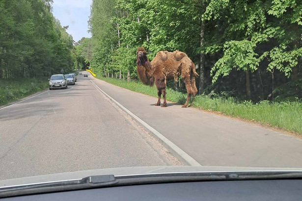 Z mazurskiego zoo uciekł wielbłąd