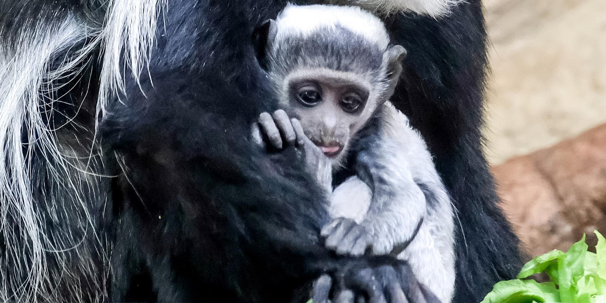 Biała gereza przyszła na świat w chorzowskim zoo