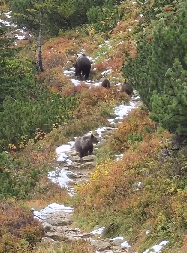 Medvedica viedla svoje mladé po turistickom chodníku.