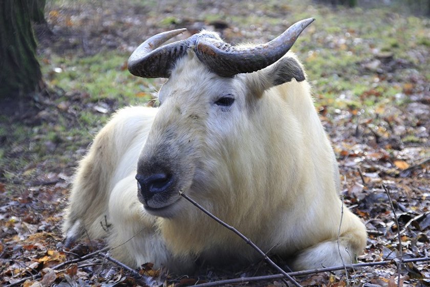 Takiny zamieszkały w poznańskim zoo