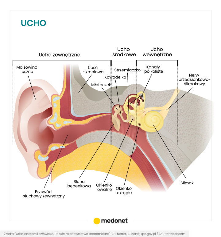 Ucho [INFOGRAFIKA]