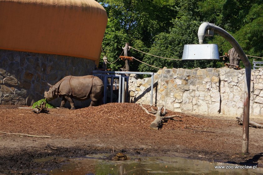 Zoo we Wrocławiu