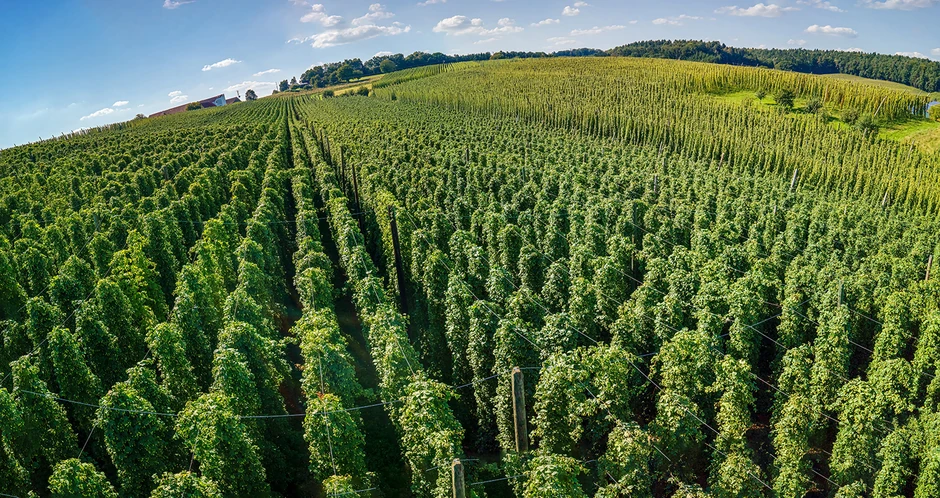 Uzgajanje hmlja može doneti zaradu od 15.000 evra