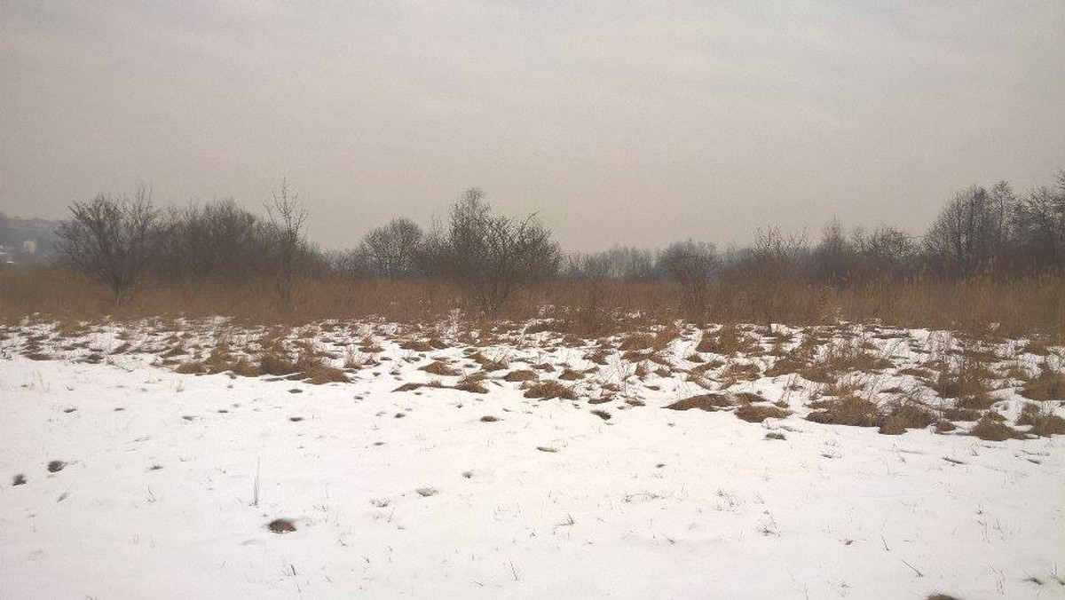 Zielone płuca miasta są zagrożone. Chodzi o Bielańsko-Tyniecki Park Krajobrazowy i otaczające go łąki. Teren od dłuższego czasu chcą zabudować prywatni inwestorzy. Pomóc w ochronie zieleni miały plany zagospodarowania przestrzennego. Prezydent Jacek Majchrowski podjął właśnie decyzję, że od przygotowania planów odstąpi. Powód? Wątpliwości prawne. Szkopuł w tym, że prawnicza analiza, na którą powołuje się dziś prezydent, powstała ponad sto dni temu.