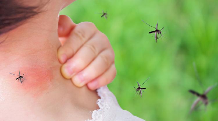 Szuper trükk a bosszantó szúnyogok ellen Fotó: Getty Images