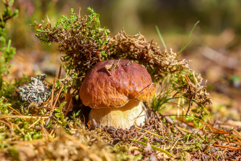 Borowik sosnowy (Boletus pinophilus)