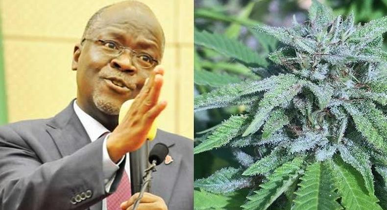 “Smoke wee and get strength to discharge your duties fearlessly – President Magufuli instructs his ‘dull’ minister