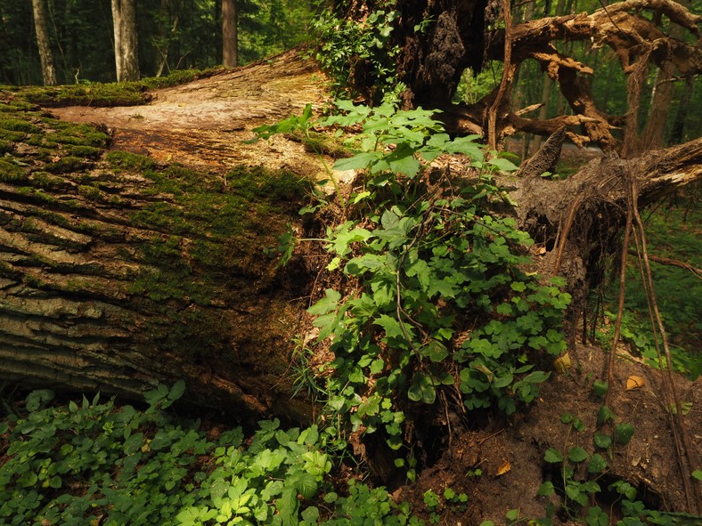 Puszcza Białowieska 