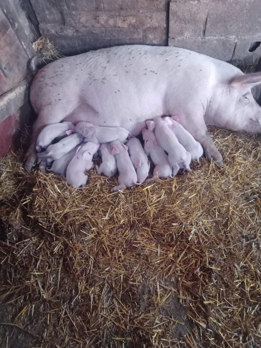Iako se sam ne hvali, ovaj stočar jedan je od najboljih na Pešteru