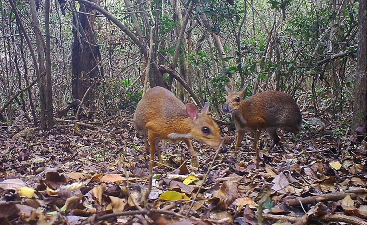 Kanczyl srebrnogrzbiety