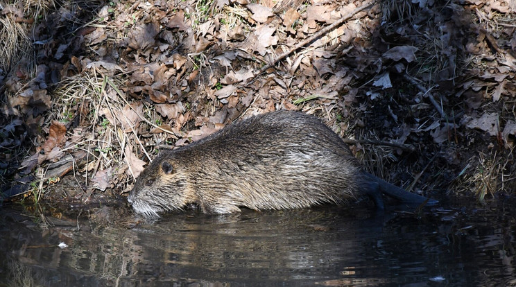 05 o Nutria foto BFNP Právics Márk