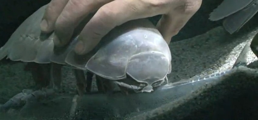 Zabrinut za štićenika, čuvar akvarijuma pokušava da ga natera da pojede nešto...