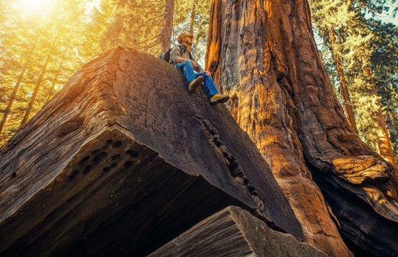 Park Narodowy Sekwoi (Sequoia National Park), Kalifornia, USA