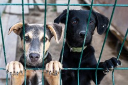 Właścicielka schroniska znęcała się nad 44 psami. Jest wyrok sądu