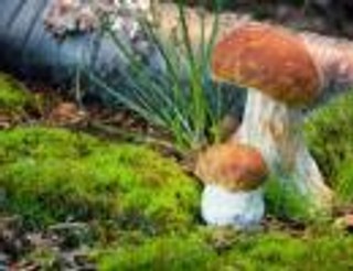 Jak zbierać grzyby zgodnie z przepisami