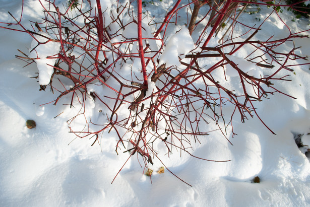 Te czerwone pędy będą ozdobą zimowego ogrodu. Krzew ukorzeni się nawet w czasie mrozów
