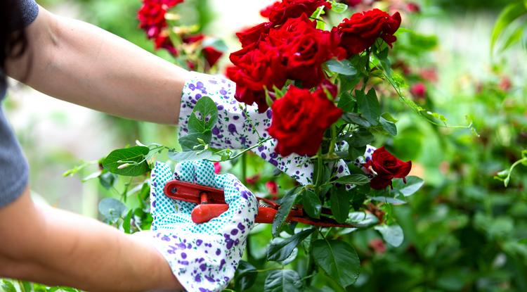 Ezzel a trükkel te is gyönyörű rózsákat termeszthetsz Fotó: Getty Images