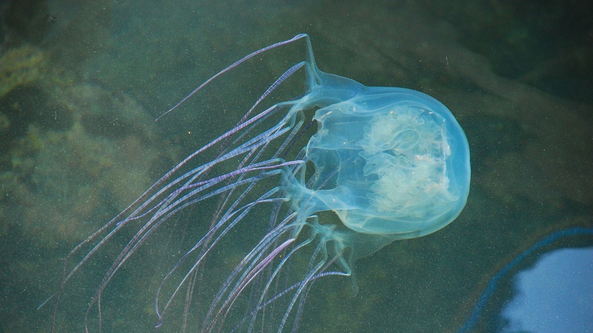 Morska osa meduza