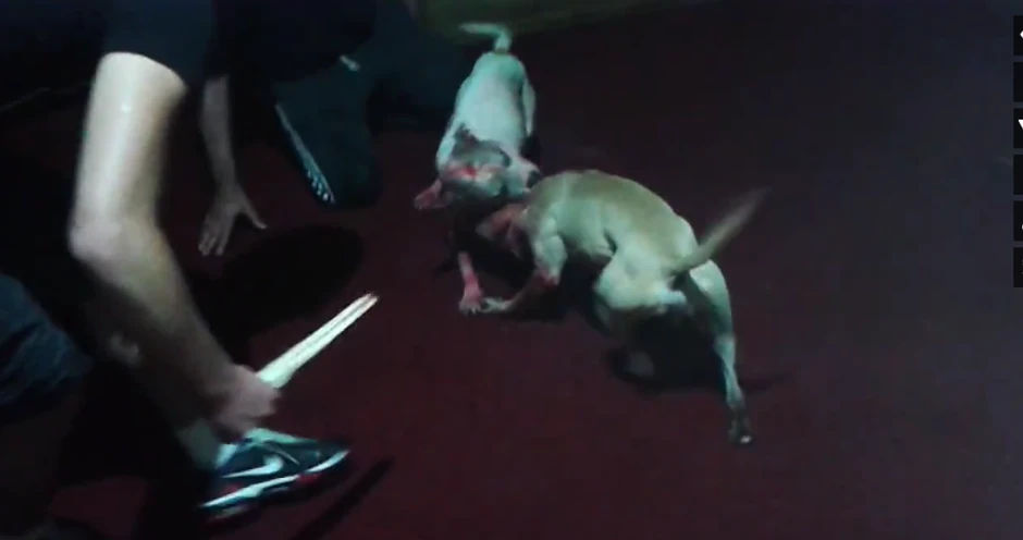 Scena sa borbe pasa u Srbiji, snimak sa Jutjuba