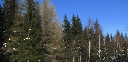 Warszawiacy zgubili się w dolnośląskim lesie. Mogli zamarznąć!