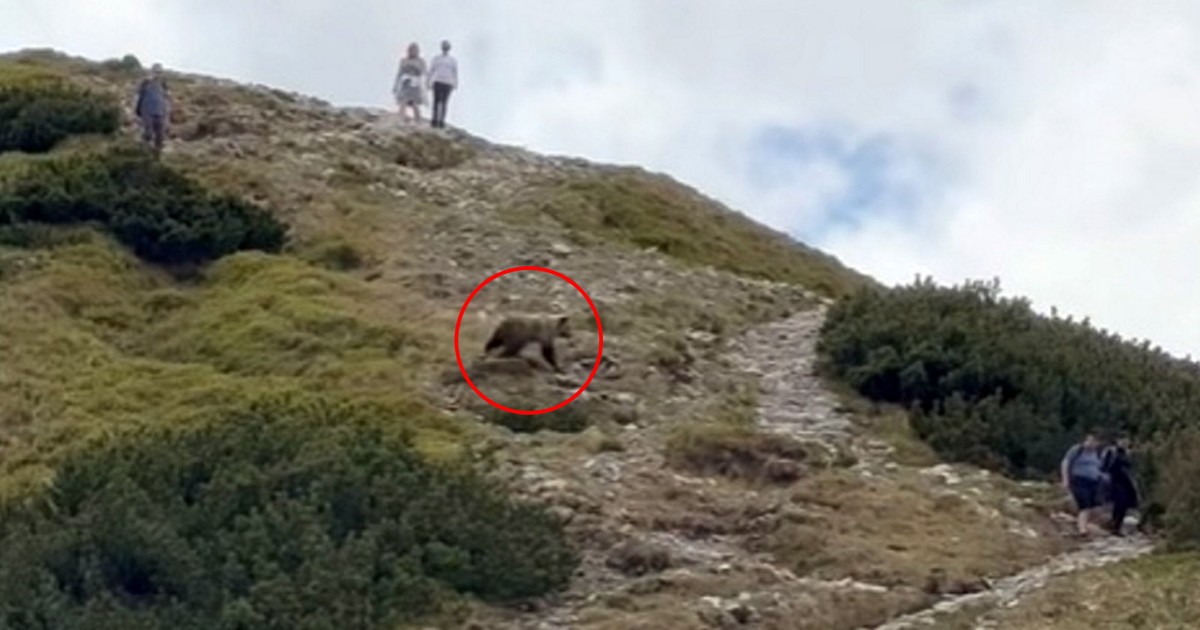 Niedźwiedź na szlaku w Tatrach: Turystyczna groza w górach