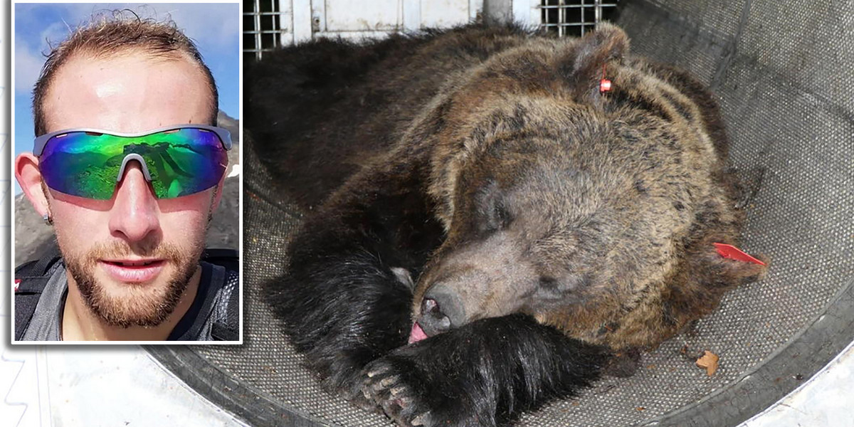 Niedźwiedzica zabiła 26-letniego Andreę Papiego.