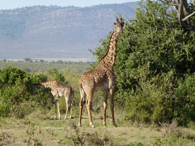Majestatyczna postać żyrafy zawsze wywołuje uśmiech na twarzach turystów.