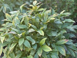 Czy obcinać liście piwonii na zimę? Jesień to dobry moment na nawożenie