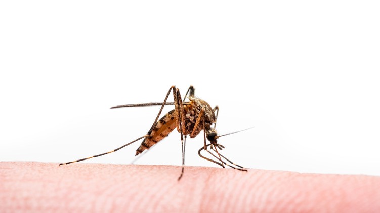 tigrisszúnyog dengue-láz tünet figyel
