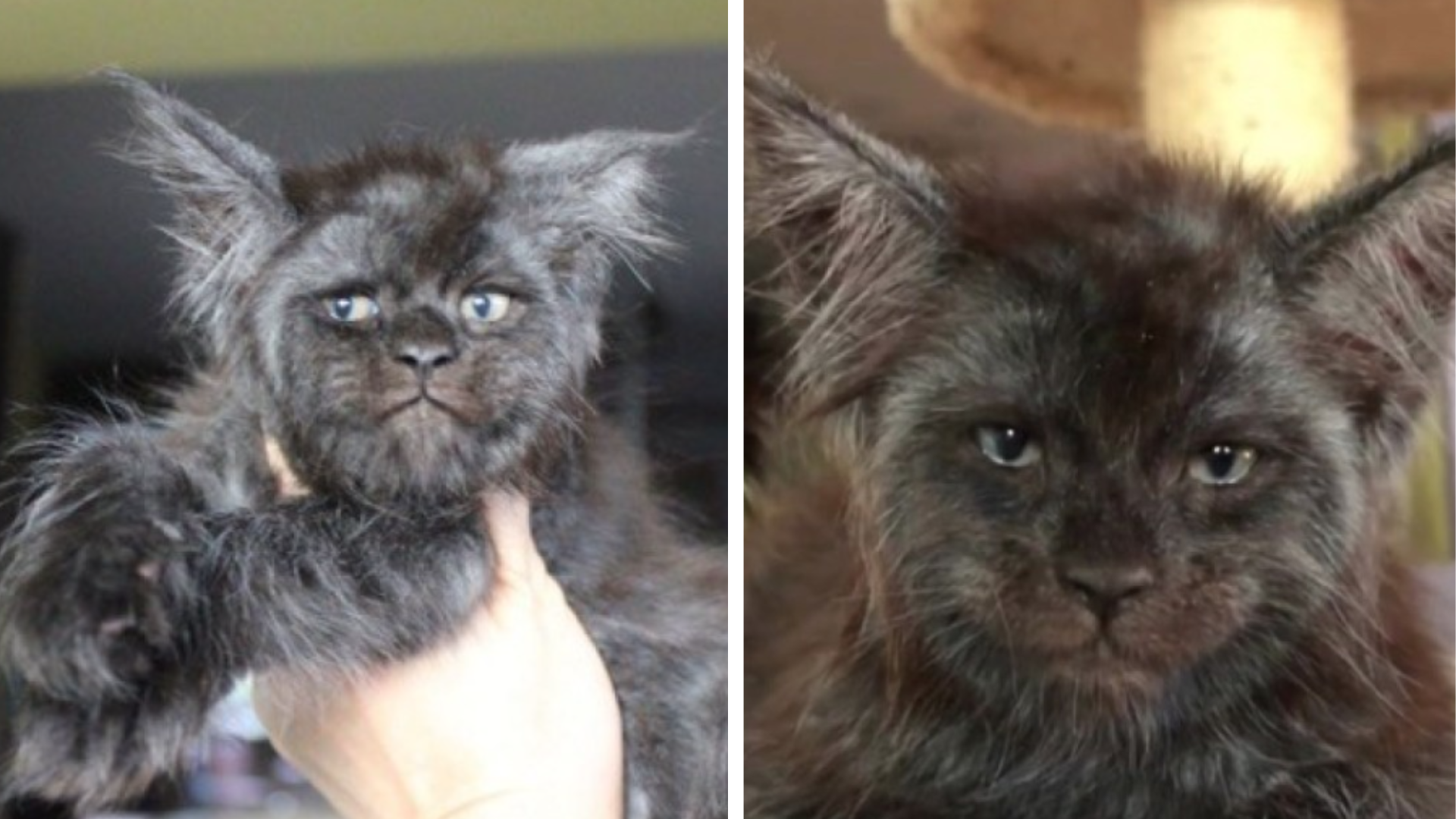 Instagram valcuje mačka, ktorá má ľudskú tvár. Páči sa vám jej netypický  vzhľad? | Obkec.sk