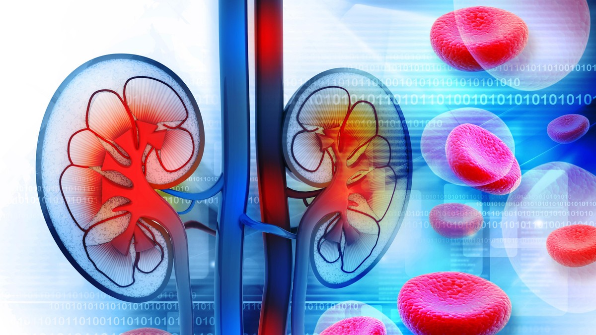 Human kidney cross section