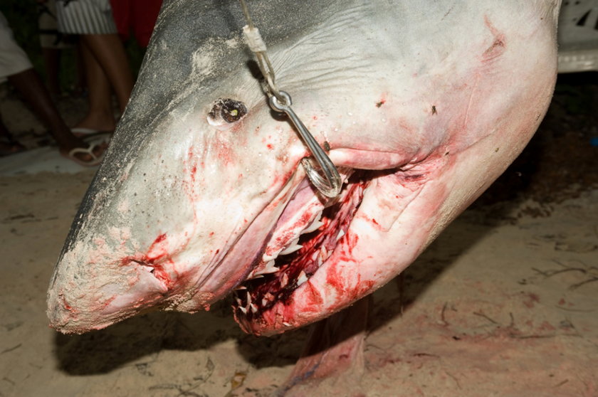 Zabity rekin