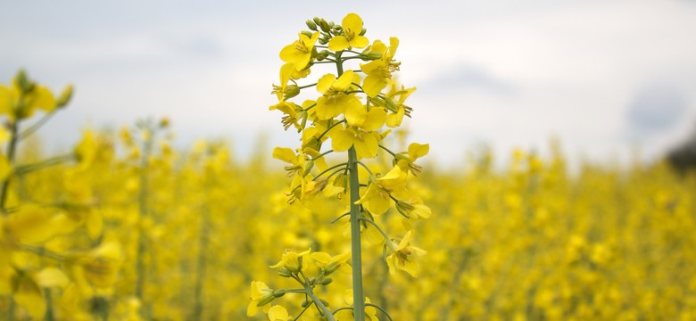 1,5 mln zł kary dla importera zafałszowanych produktów z Ukrainy