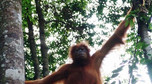 Galeria Indonezja - Orangutany z Sumatry, obrazek 1