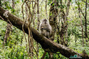 Pierwszy dzień wędrówki wiedzie głównie przez parną dżunglę. Sprytne małpy dobrze wiedzą, że gdzie ludzie tam i jedzenie, towarzyszą więc nam prawie do końca wyprawy