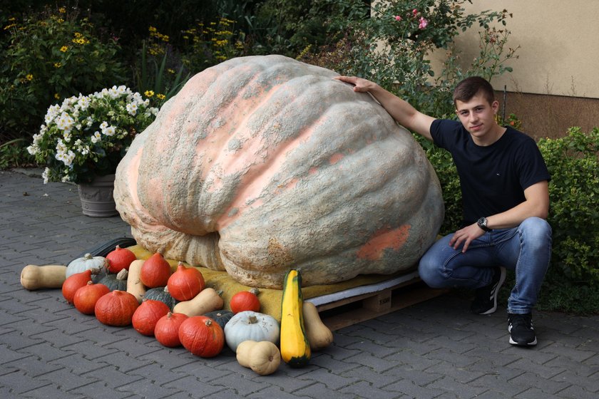 Oto prawdziwa Bania! Dynia licealisty waży prawie 700 kg!