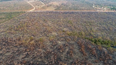 Płoną lasy Amazonii. Brazylijska armia wyraziła gotowość do walki z pożarami