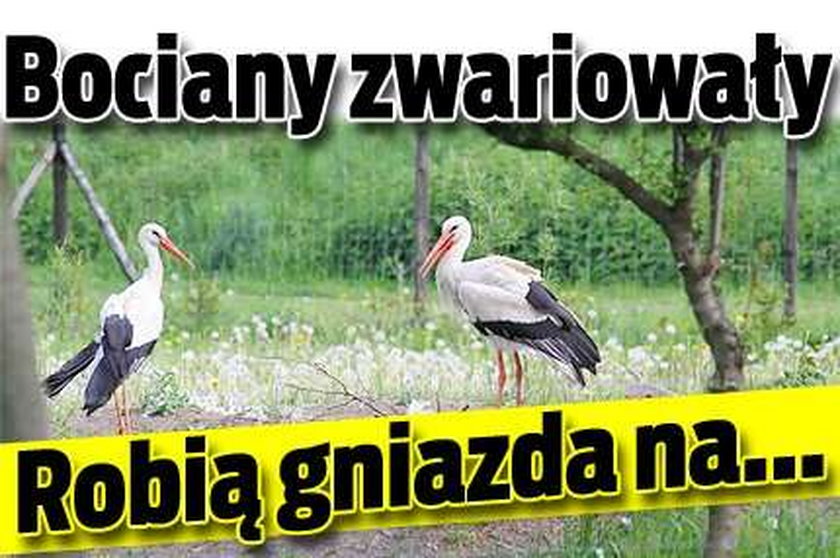 Bociany zwariowały. Robią gniazda na...