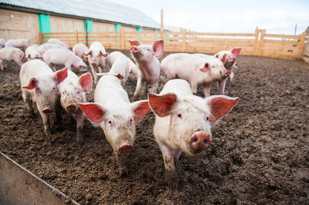 Zwrot podatku akcyzowego zawartego w cenie oleju napędowego nabywanego do produkcji świń nastąpi od początku 2023 r.