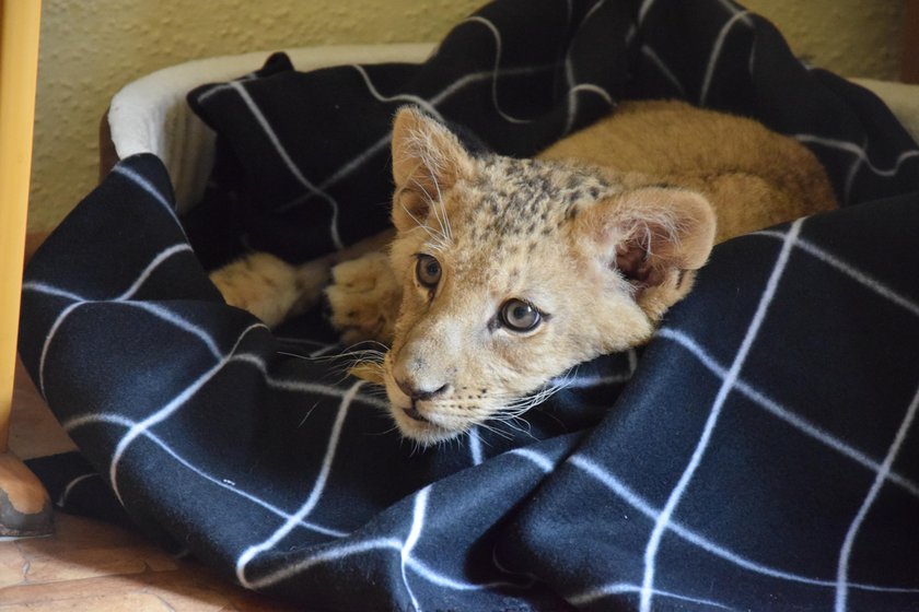 Dwa lwiątka z cyrków w poznańskim ZOO