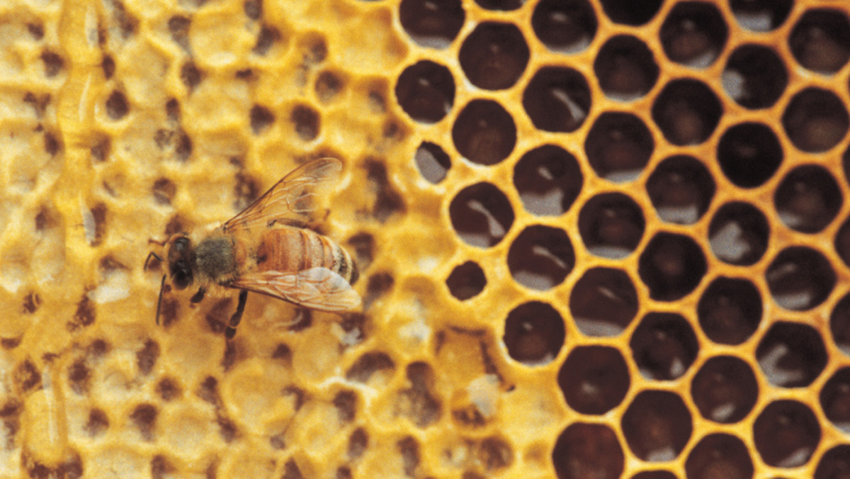 Na cztery miesiące więzienia w zawieszeniu skazał Sąd Rejonowy w Gorlicach Joannę S. za doprowadzenie w 2010 r. w Bieczu do masowego wyginięcia ok. dwóch milionów pszczół. Stało się to wskutek niewłaściwego przeprowadzenia oprysków przeciw komarom.