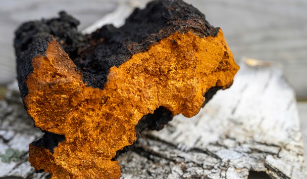 Čaga gljiva raste uglavnom na kori breza u hladnim klimama