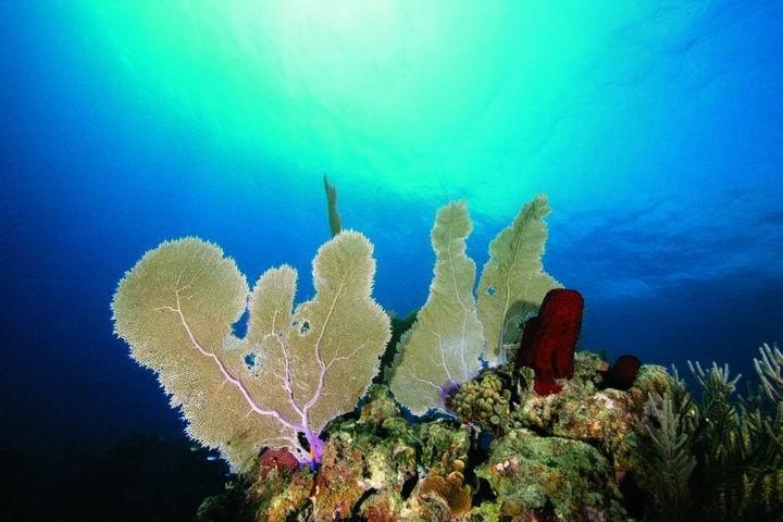Galeria Belize - podwodny raj, obrazek 13